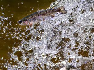 (Trent Nelson  |  The Salt Lake Tribune) Rainbow trout are put into Smith and Morehouse Reservoir by Utah's Division of Wildlife Resources on Tuesday, June 21, 2022. Last year’s extreme drought conditions have led Utah officials to consider how hot temperatures and less water could kill fish throughout the state.