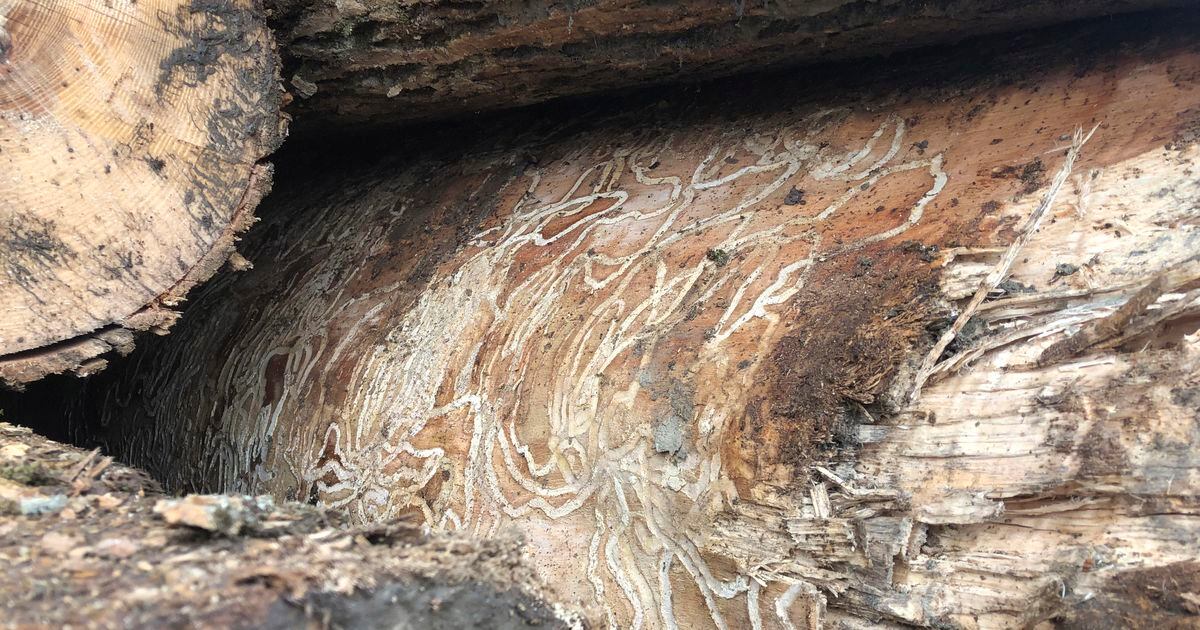 Utah bans outofstate firewood, hoping to prevent spread of tree