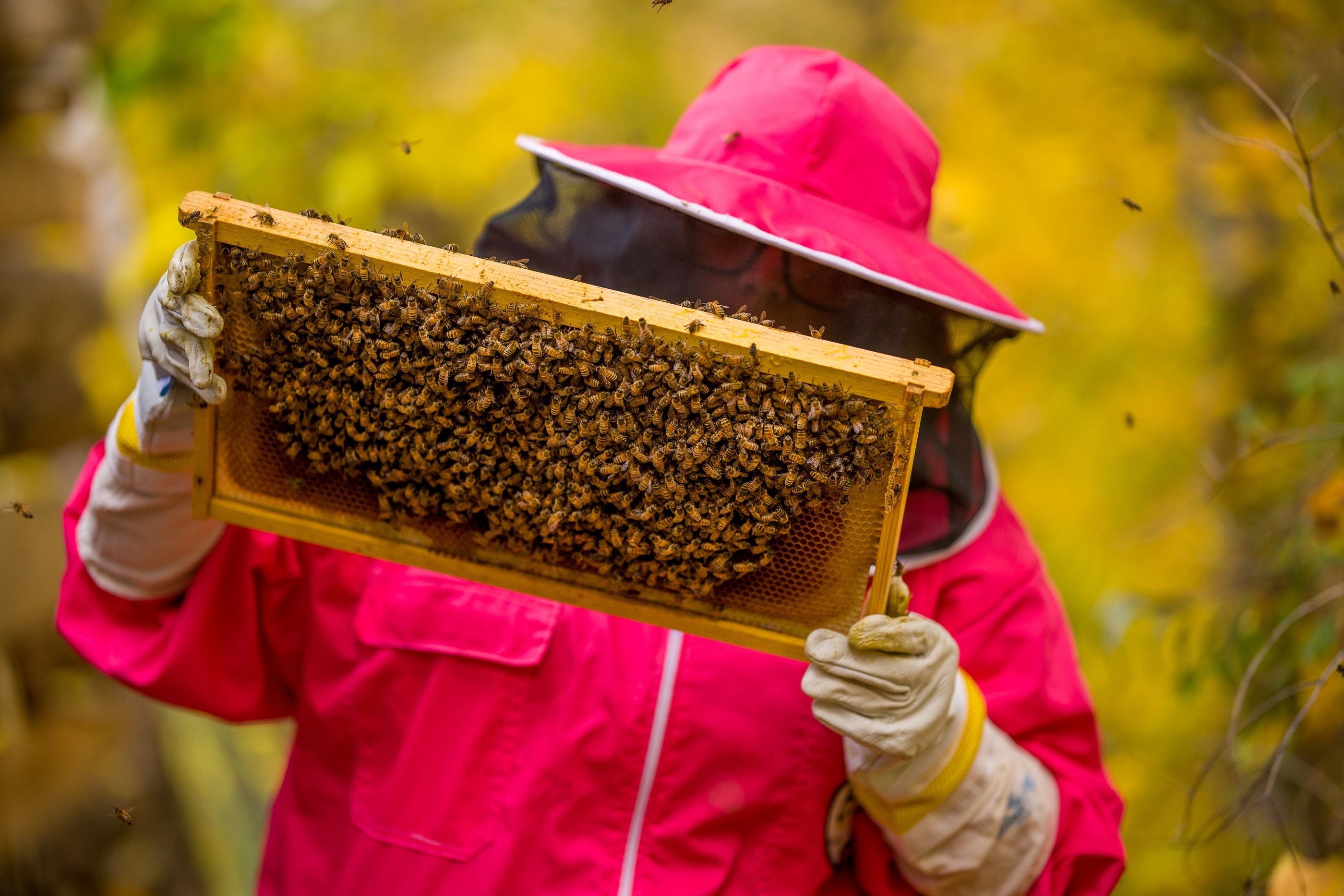 Is Utah, the Beehive State, really the second-worst state to keep bees?