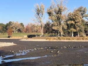 (Kolbie Peterson | The Salt Lake Tribune) Ducks and geese are shown in a shallow stream at the bottom of the Liberty Park pond on Monday, Nov. 21, 2022.