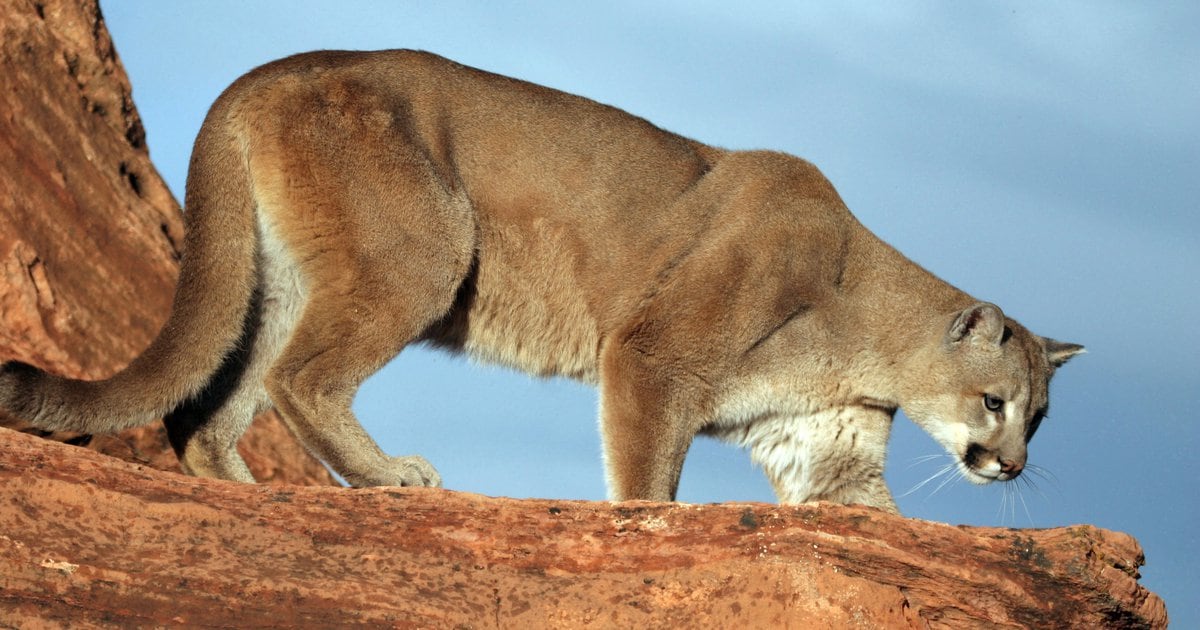 How many jumps are there in the grand national golf