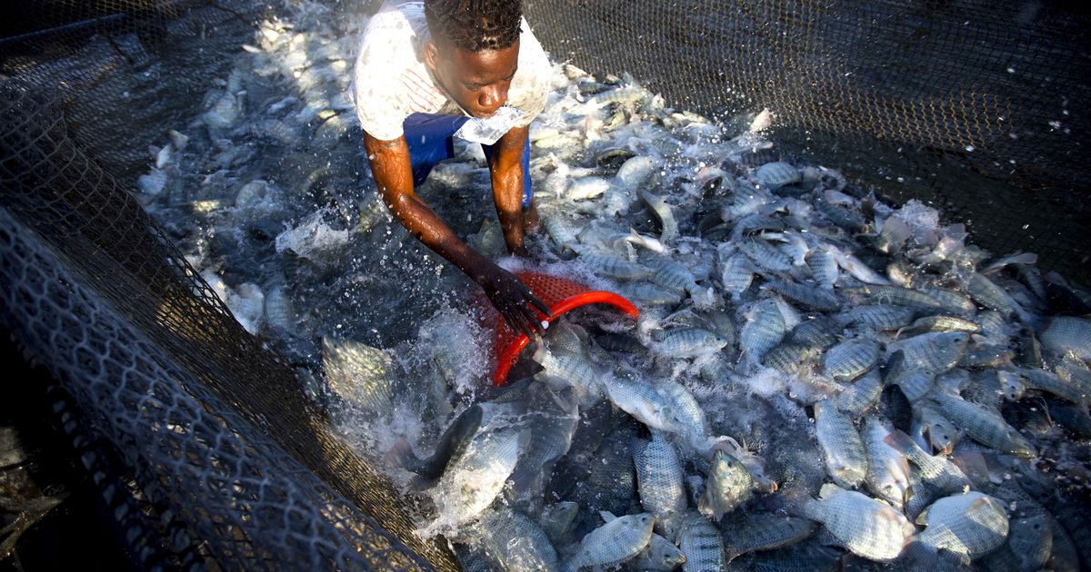 A tilapia farm in Utah? One couple want it to happen — if state will