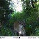 Critter cams have produced thousands of images of wildlife roaming northern Utah’s mountain trails
