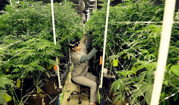 Federal addiction treatment dollars off-limits for marijuana