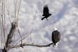 (Photo by Francisco Kjolseth) A bald eagle is harassed by a black bird at Farmington Bay on Tuesday, Feb. 7, 2023.