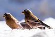 (Rick Egan | The Salt Lake Tribune) Grey-crowned rosy finches at Powder Mountain Ski Resort on Wednesday, March 2, 2022. Researchers are using Utah ski resorts to study more about the little-known species.