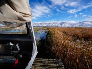 (Francisco Kjolseth | The Salt Lake Tribune) Thickets of invasive phragmites choke an area of wetlands near Farmington Bay, pictured in November 2022. Phragmites can dam up water discharge and block the movement of most wildlife.
