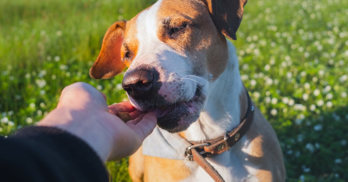 20 Best CBD oil treats for dogs with anxiety in 2022