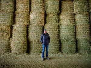 (Trent Nelson  |  The Salt Lake Tribune) Alfalfa processor Keith Bailey in a barn filled with alfalfa at Bailey Farms International in Ephraim, where bales are compressed for export to Asian dairies, on Thursday, March 2, 2023.
