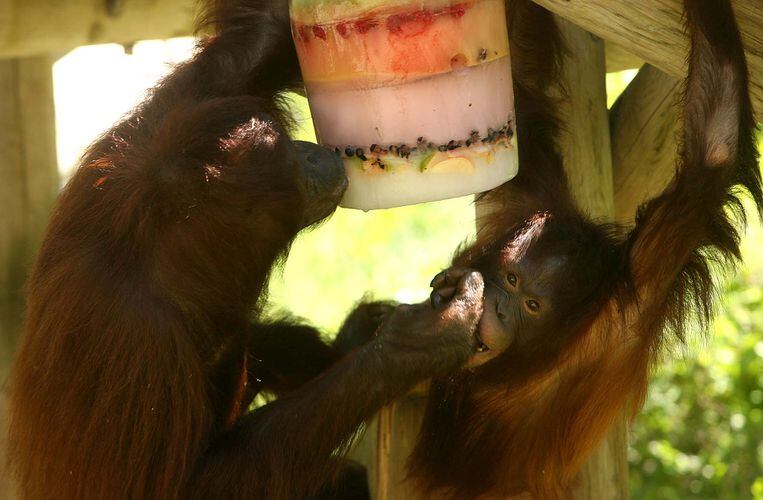 Hogle Zoo orangutan dies weeks after giving birth, leaves behind orphaned  baby