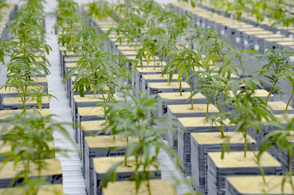 (Francisco Kjolseth | Tribune file photo) The propagation room at Tryke, a new cannabis farm in Tooele, contains the genetic makeup of all the plant varieties being grown at the company on Thursday, Jan. 30, 2020.