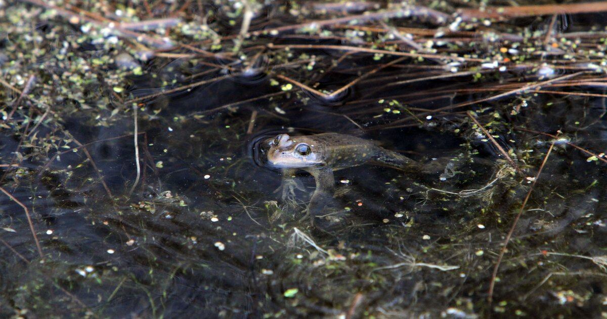 In Utah's mountains and deserts, Columbia spotted frogs are sentinels of climate change - Salt Lake Tribune