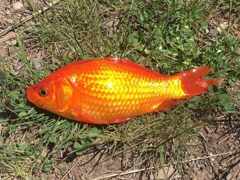 Goldfish have taken over a Utah lake — and state officials are fighting back