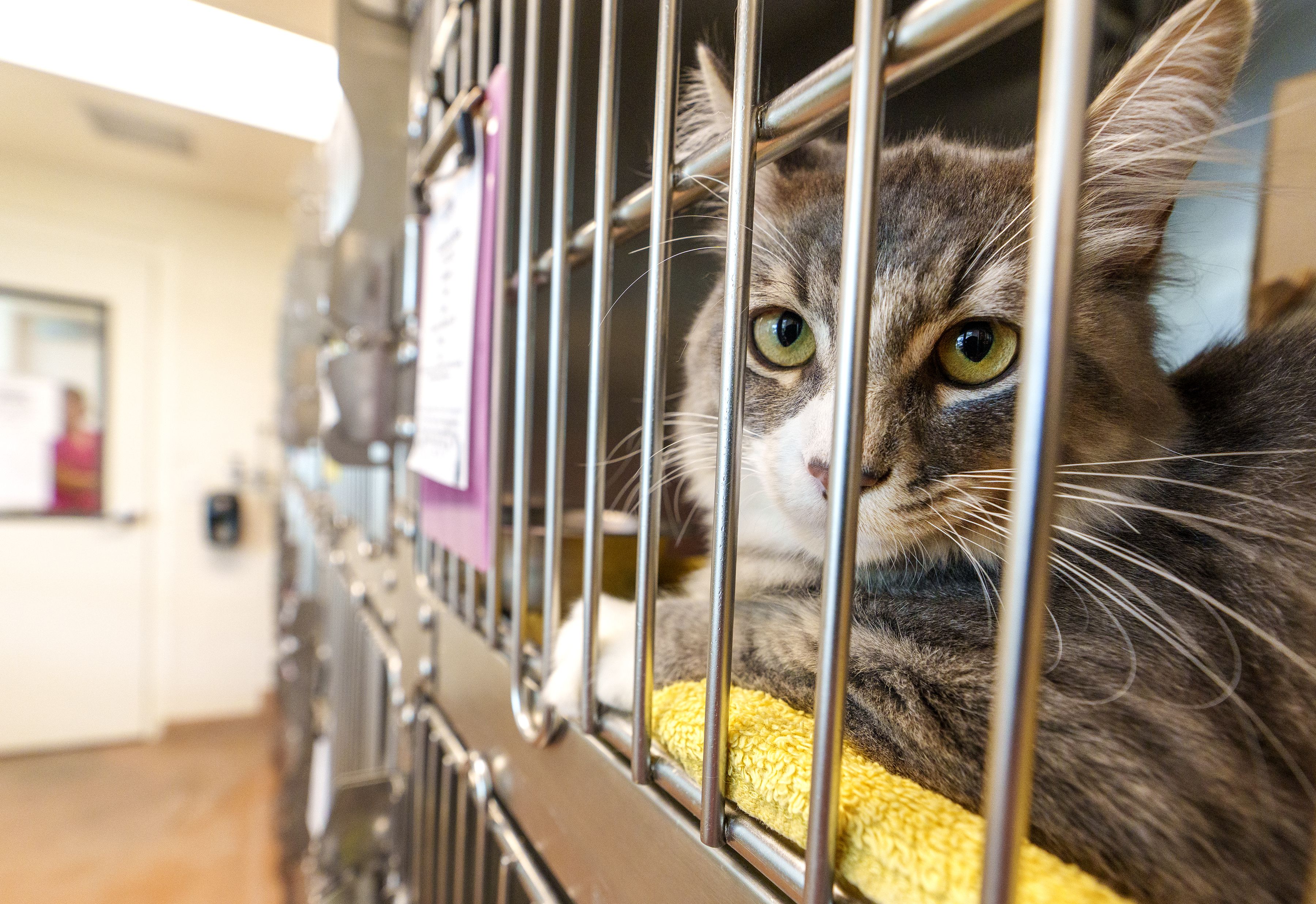 At a Utah animal shelter, cats face gas chamber for failing 'test' that  experts say is flawed
