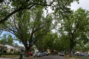 (Rick Egan | The Salt Lake Tribune)  Tree canopies on Montgomery Street in Glendale near 1500 West and 1000 South on Wednesday, June 22, 2022.