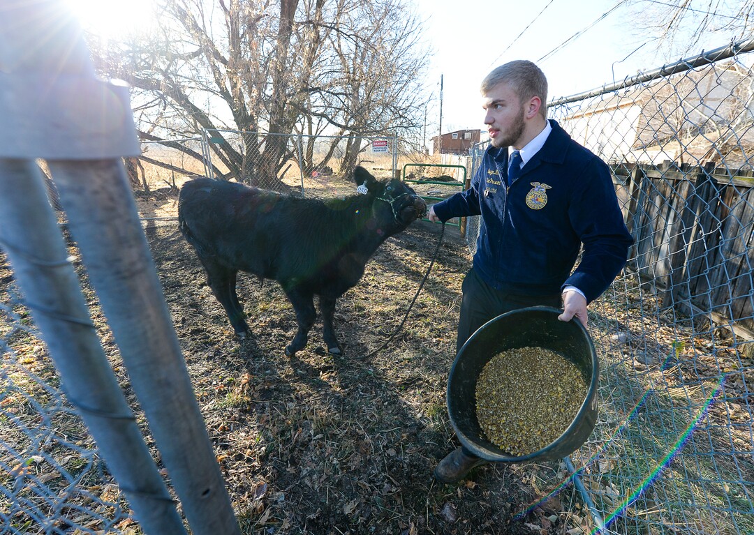 Francisco Kjolseth | The Salt Lake TribuneSawyer Barker tries to coax one of the student owned steers into another pen. At Roots, Utah's first farm-based charter school in West Valley City, students get hands on experience working at the school's farm just down the street from the school. A legislative task form is recommending changes to the way Utah's charter schools are funded. 