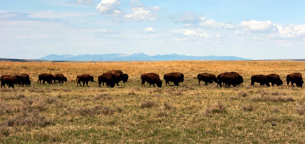 FILE - In this April 25, 2012 file photo, a herd of bison move through land controlled by the American Prairie Reserve south of Malta, Mont. Montana's Democratic governor and the Republican secretary of state who wants his job are locked in a constitutional dispute over a measure that could affect whether more bison could be moved to the reserve. Gov. Steve Bullock vetoed a bill that would have changed the definition of a wild bison. Opponents say the bill targets the conservation group trying to create a large bison reserve. Secretary of State Corey Stapleton says the bill should become law because the governor's veto letter missed a deadline to be sent to his office. (AP Photo/Matt Brown, File)