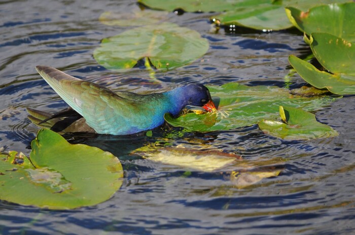 (Erin Alberty | The Salt Lake Tribune) A purple gallinule finds a snack in Everglades National Park. Photo taken Feb. 2, 2016.