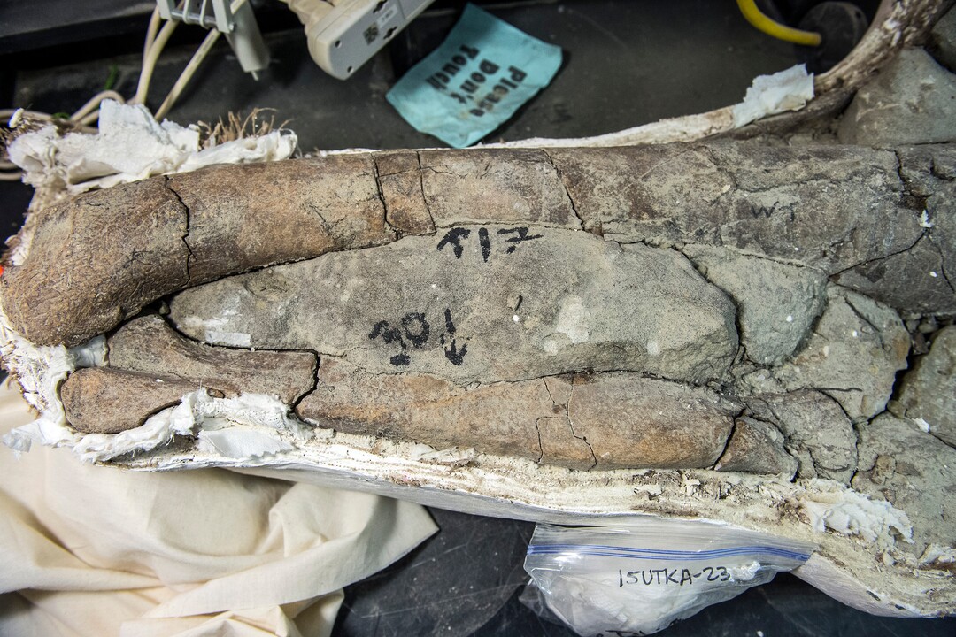(Chris Detrick  |  The Salt Lake Tribune)  A Tyrannosaurid tibia and fibula from Grand Staircase-Escalante National Monument at the Natural History Museum of Utah.