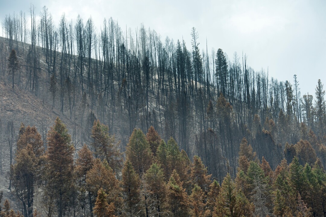 (Rick Egan  |  The Salt Lake Tribune)       Damage from the Dollar Ridge Fire burned along Highway 40. Tuesday, July 10, 2018.