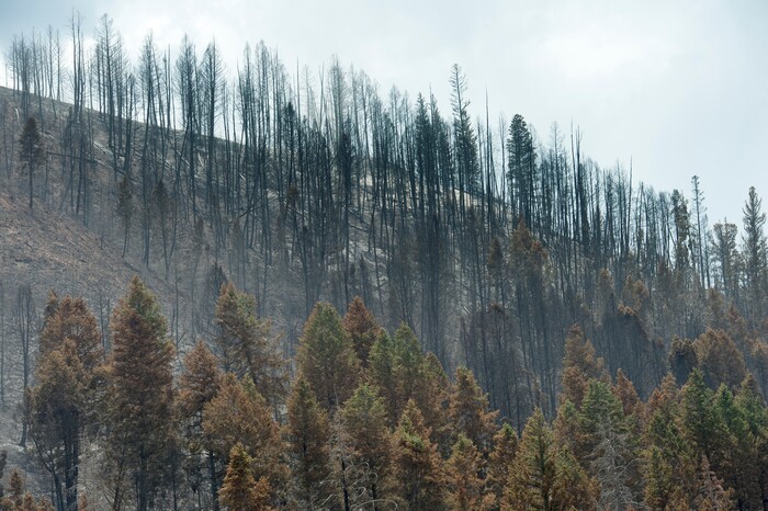 (Rick Egan  |  The Salt Lake Tribune)       Damage from the Dollar Ridge Fire burned along Highway 40. Tuesday, July 10, 2018.


