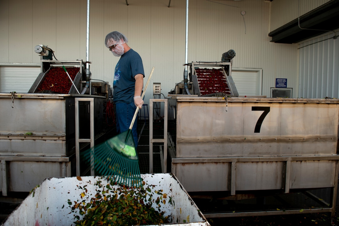 (Leah Hogsten  |  The Salt Lake Tribune)  Utah's Payson Fruit Growers co-op hires high school students from the area to help the family farms process between 20 and 30 million pounds of cherries.  Zach Ridenour, 17, cleans leaves and stems from cherry vats, Thursday, July 26, 2018.