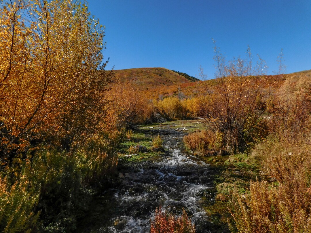 (Erin Alberty|The Salt Lake Tribune) Maples, oak and aspen line Cascade Springs with fall color on Oct. 9, 2017 in Wasatch County.