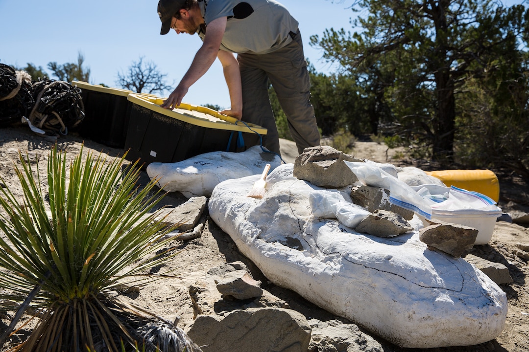 Paleontologist Randall Irmis, the curator of paleontology at the Natural History Museum of Utah, gathers tools next to fossils encased in plaster jackets during an expedition in Grand Staircase-Escalante National Monument Tuesday, Oct. 3, 2017. Irmis and a team from the museum were excavating the most complete skeleton of a tyrannosaur discovered in the Southwest United States. Mark Johnston/NHMU 