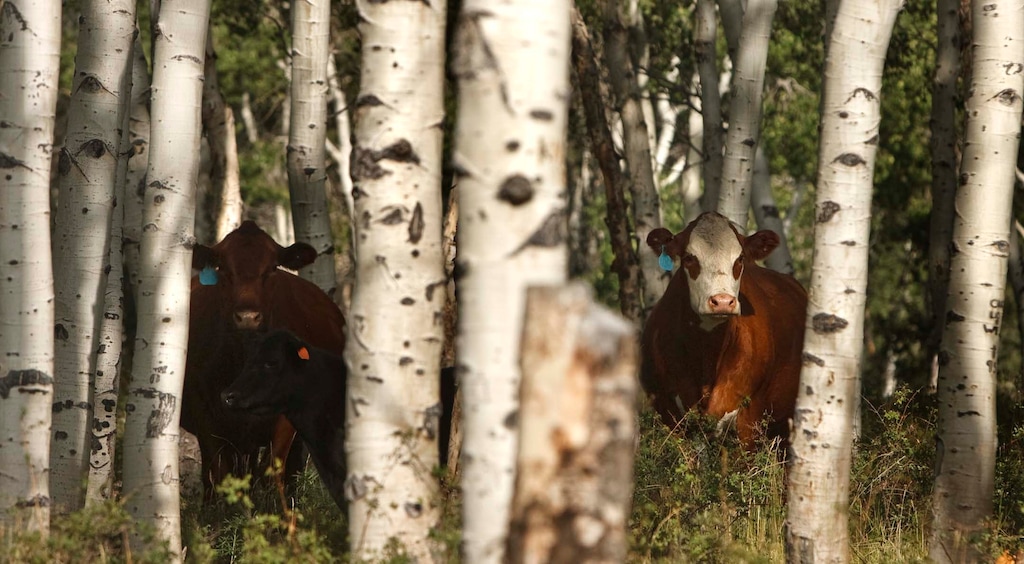 (Leah Hogsten  |  The Salt Lake Tribune) Over 750 cows graze Monroe Mountain from June through October nipping at Aspen shoots, shrubs and grasses, meandering through stands that no longer show growth and a healthy environment.