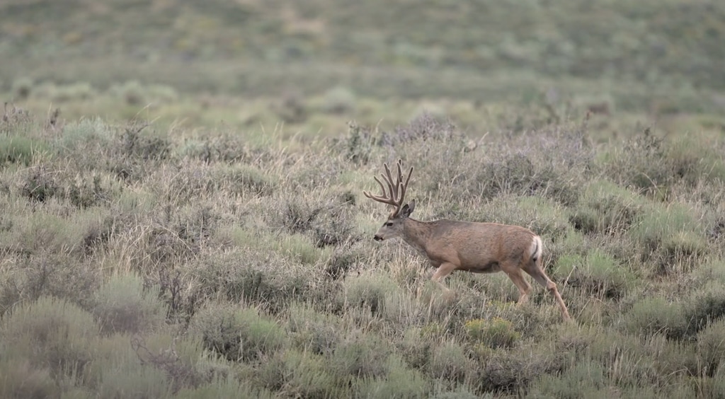 (Utah Division of Wildlife Resources) A mule deer on the Alton Cooperative Wildlife Management Unit in Kane County in 2022. Allegations of illegal baiting on the property in 2023 were investigated by the Utah Division of Wildlife Resources, but the Utah County Attorney's Office has not yet decided whether to file charges.