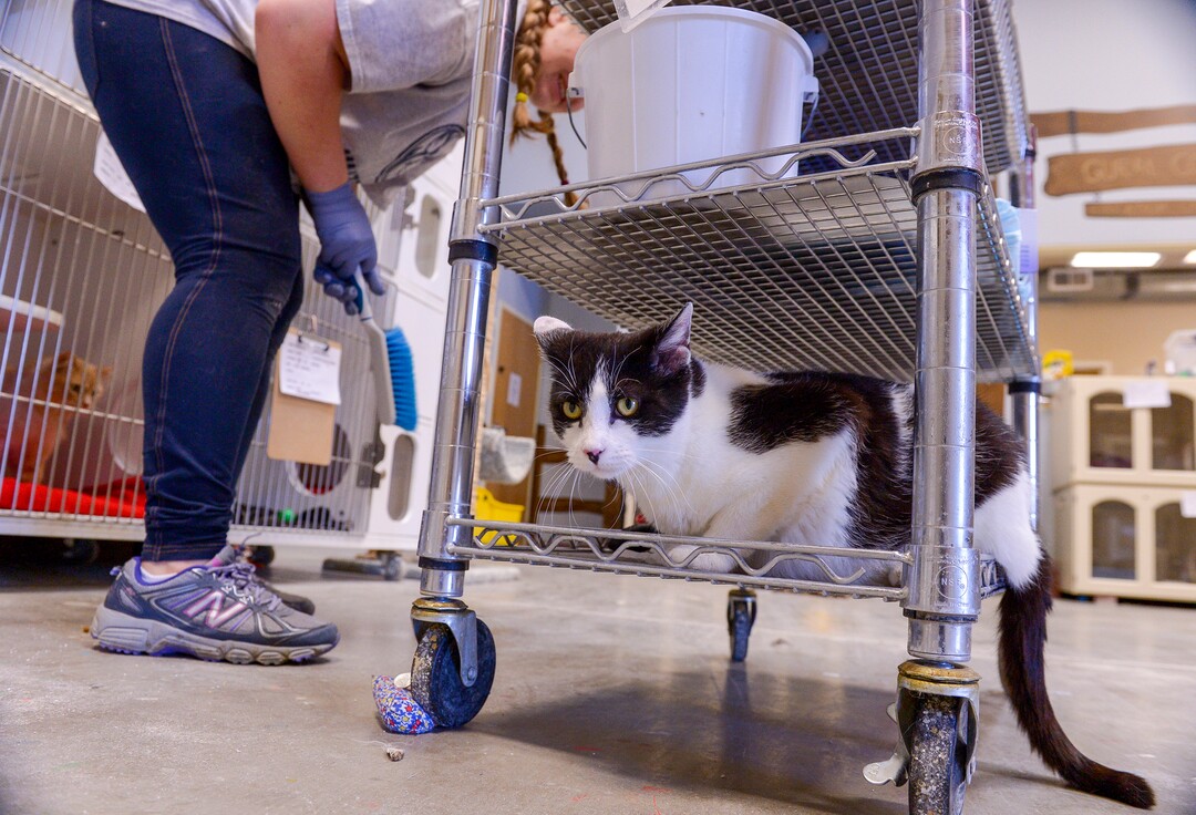 (Leah Hogsten  |  The Salt Lake Tribune) Nuzzles & Co staff member Jennifer Bodily reaches for objects on her cart while cleaning bins in the cat house, while Maverick takes a ride. Salt Lake City car seller Mark Miller Subaru has contributed an estimated $120,000 and 2,000 service hours to Nuzzles & Co, a no-kill nonprofit in Peoa. The car dealer is one of the first Utah businesses to adopt a new state Benefit LLC legal status, balancing doing social good with making profits.