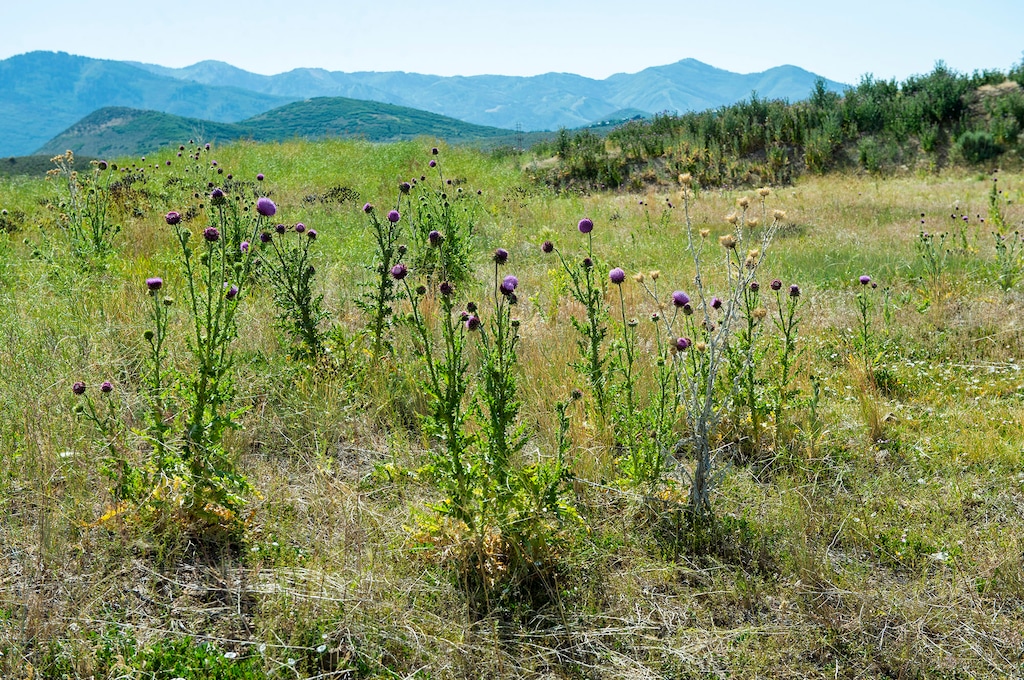 (Rick Egan  |  The Salt Lake Tribune)      The town of Hideout is trying to annex open space on the outskirts of Park City near Richardson Flat, Tuesday, July 14, 2020.