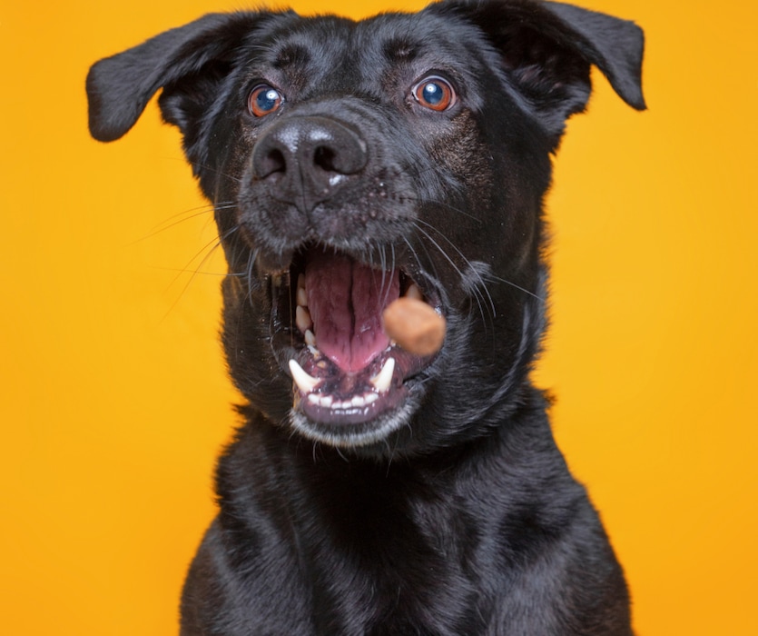 (Canva Pro) | 20 Best CBD Dog Treats For 2022.