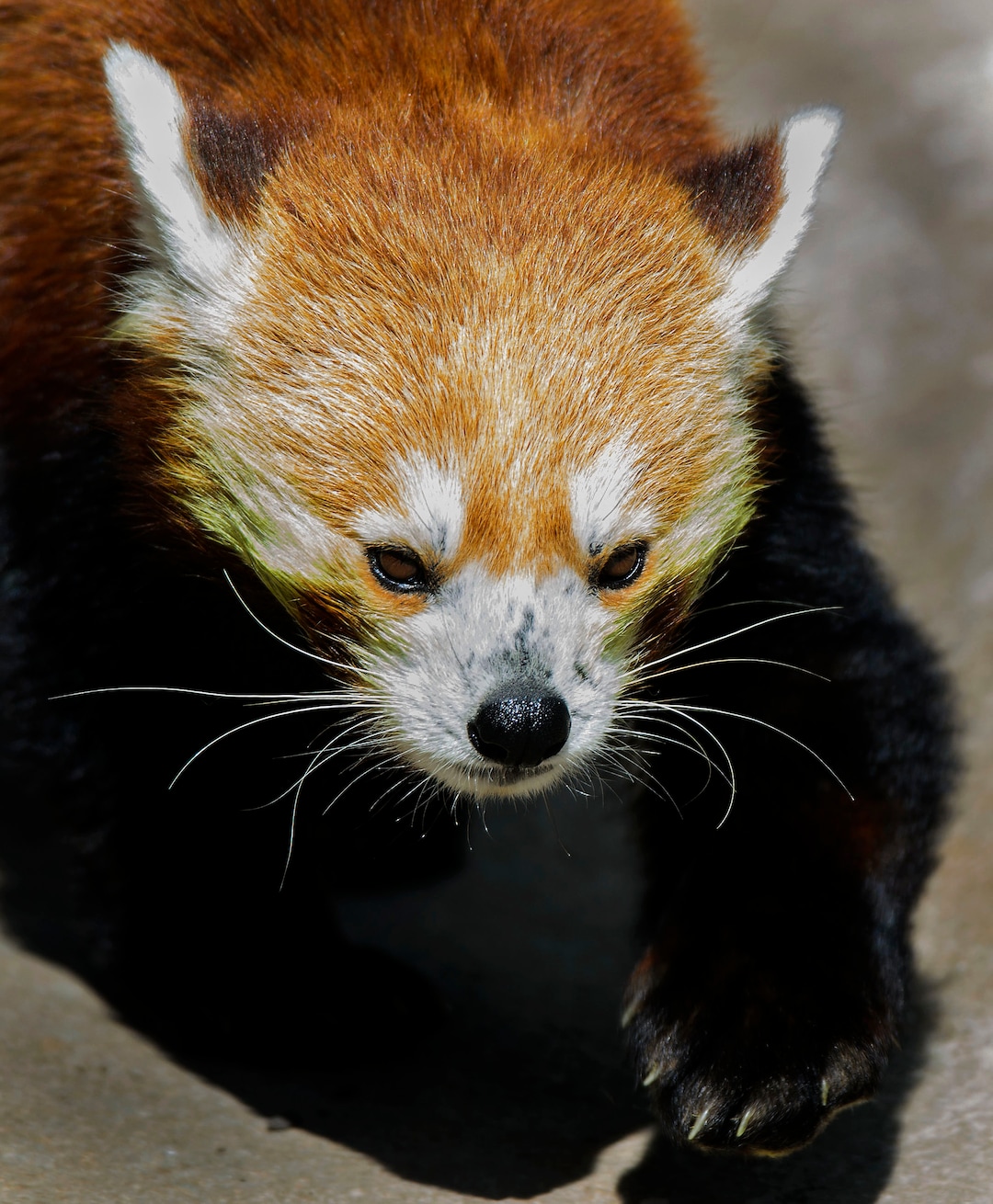 (Steve Griffin  |  The Salt Lake Tribune) A red panda checks out its new exhibit as the Hogle Zoo adds two red pandas to its permanent exhibit in Salt Lake City Friday May 4, 2018.  The 3 1/2 year-old male and the seven year-old female will make Hogle Zoo their permanent home after arriving from their previous home at Reid Park Zoo in Tucson, AZ. Red pandas are also called lesser pandas and live in the mountainous areas of Nepal and southwestern China. Their diet consists mostly of bamboo.