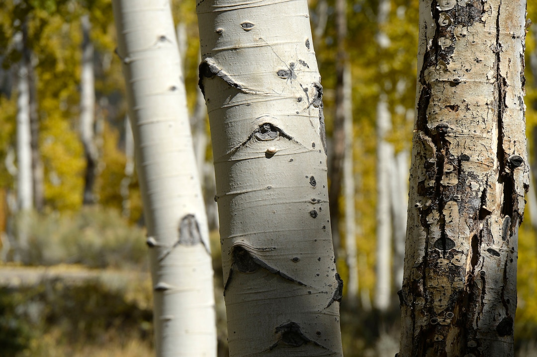 (Al Hartmann  |  The Salt Lake Tribune)     
At 106 acres, Pando is the largest known aspen clone, and the most massive living thing known on earth. Its trees are united by a single root system. Scientists say deer are voraciously eating Pando's new sprouts, preventing the clone from regenerating. It could deteriorate beyond recovery in less than 20 years, they warn.