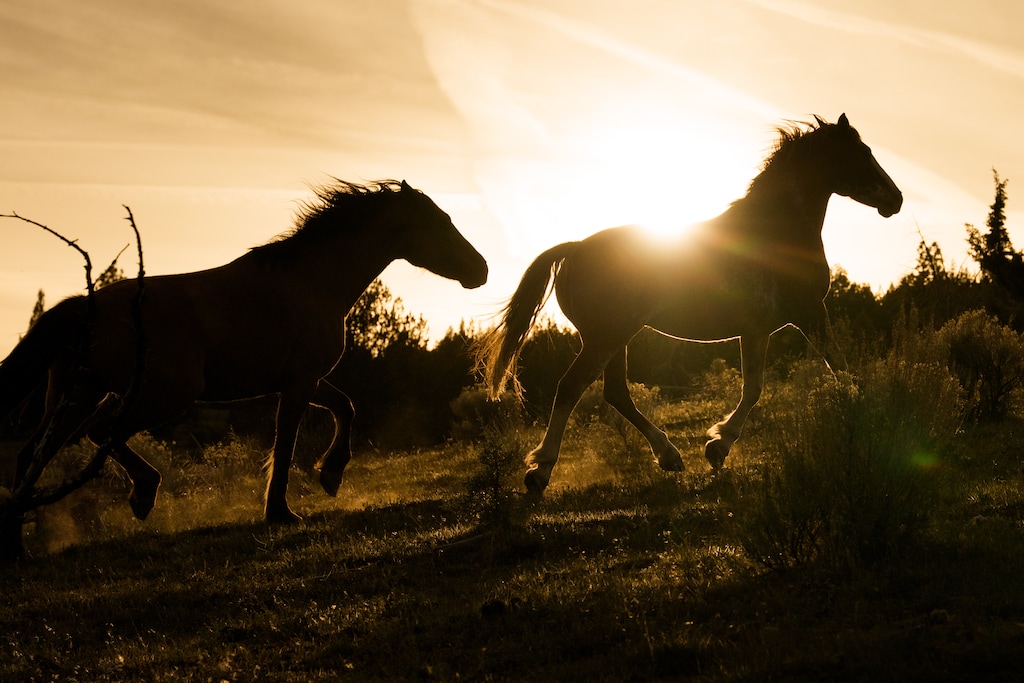 (Erin Schaff | The New York Times) Rescued wild horses at Skydog Ranch and Sanctuary outside Prineville, Ore., on April 17, 2026. 
