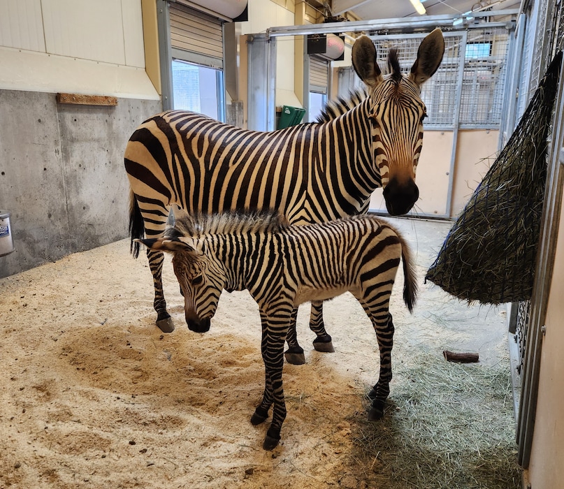 (Hogle Zoo) Hartmann’s mountain zebra Poppy is shown with her new foal.