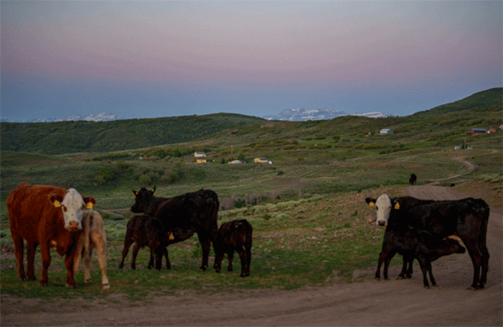 (Trent Nelson  |  The Salt Lake Tribune) Mount Timpanogos looks into Summit County at dawn where residents are suing to stop the incorporation of the town of West Hills, on Friday, May 30, 2025.