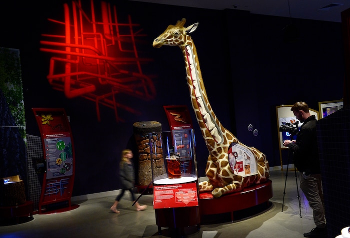 (Scott Sommerdorf | The Salt Lake Tribune) "Nature's Ultimate Machines" is a new UMNH special exhibition exploring the workings of plants and animals and how they rely on finely-tuned natural devices to move, adapt and survive. A preview was held at the Utah Museum of Natural History on Wednesday, Feb. 7, 2018.
