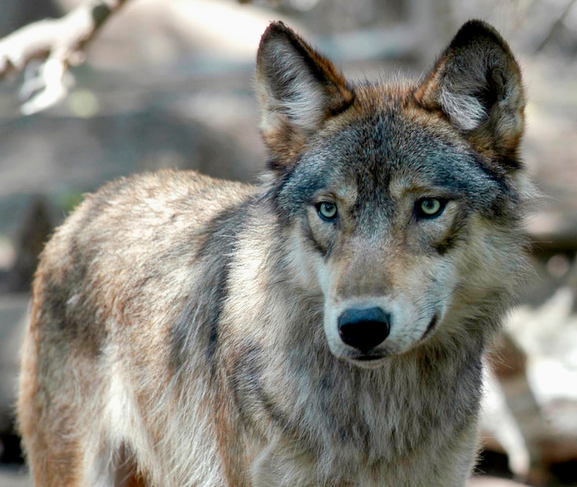 FILE - This July 16, 2004, file photo, shows a gray wolf at the Wildlife Science Center in Forest Lake, Minn. Wisconsin wildlife officials opened an abbreviated wolf season Monday, Feb. 22, 2021, complying with a court order to start the hunt immediately rather than wait until November. The hunt will run through Sunday, Feb. 28 across six management zones. (AP Photo/Dawn Villella, File)
