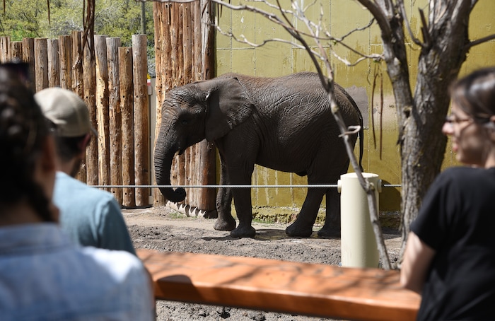 (Francisco Kjolseth  |  The Salt Lake Tribune)  A report came out on Monday, May 6, 2019, that says one million different species are in imminent danger of extinction, several of which are represented at Hogle Zoo like Zuri, the baby African Elephant.