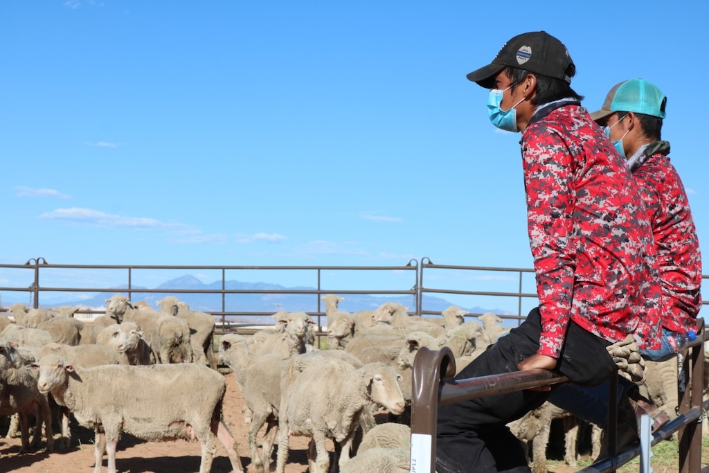 (Courtesy of the Utah Farm Bureau) Volunteers help distribute donated sheep in Montezuma Creek on Monday, May 25, 2020, as part of the Farmers Feeding Utah program.