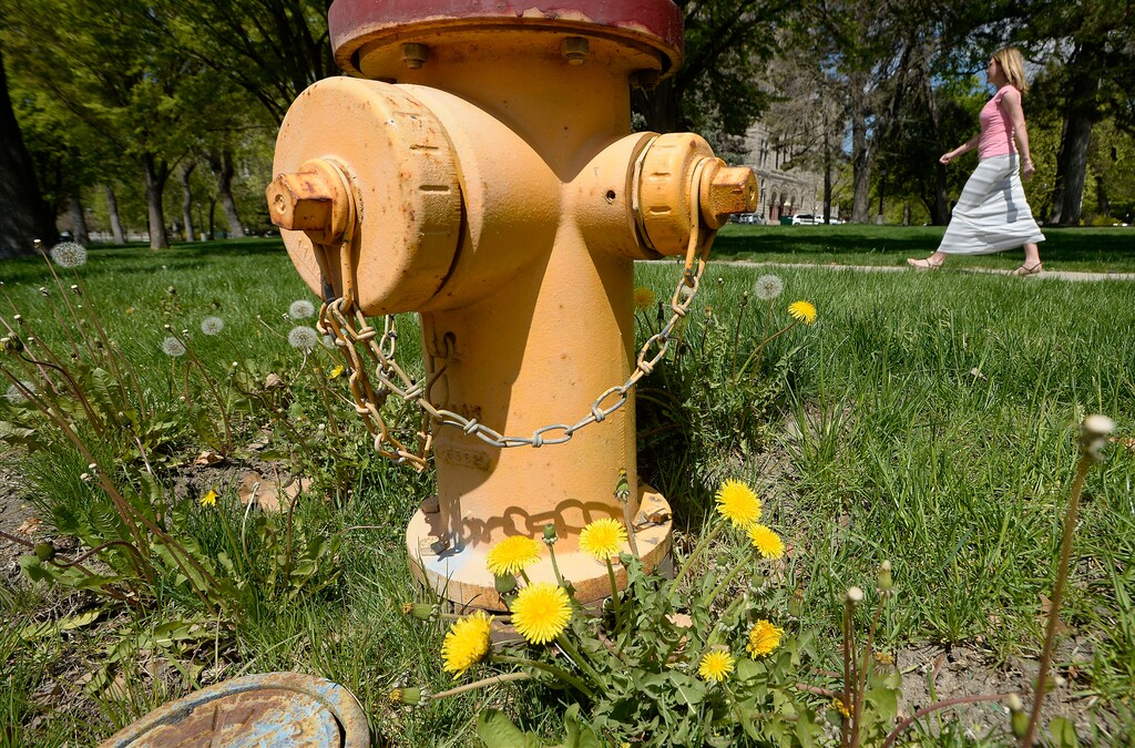 (Al Hartmann  |  The Salt Lake Tribune) Dandelions, the first of the season's invasive weeds, are in full bloom in front of City Hall in Salt Lake City on Monday, April 23, 2018.