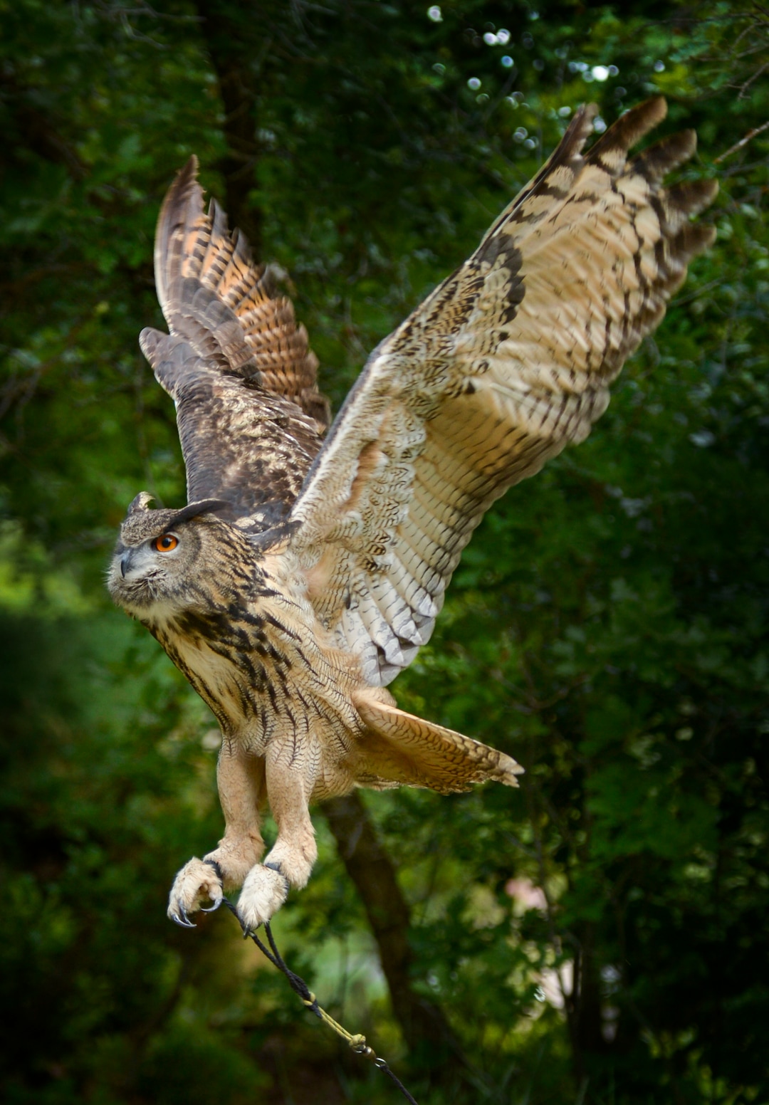 (Leah Hogsten  |  The Salt Lake Tribune) Koko, a Eurasian eagle owl ,takes flight, June 17, 2020. Koko was a star in Hogle Zoo's 25-year-old "World of Flight" show.