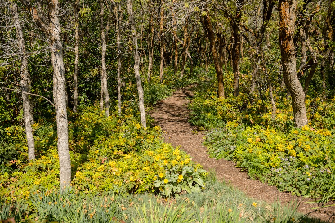 (Trent Nelson | The Salt Lake Tribune) Red Butte Garden in Salt Lake City on Wednesday, May 6, 2020.