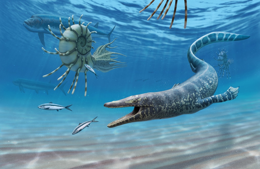 (Andrey Atuchin | Bureau of Land Management) An artist’s depiction of the Sarabosaurus dahli, a species of mosasaur, swimming with ammonites and fish in southern Utah, 94 million years ago.