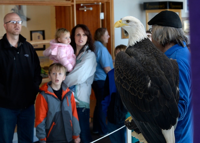 (Al Hartmann | The Salt Lake Tribune)
Families get an up-close look at a Bald Eagle at the Wildlife Education Center at Bear River Migratory Bird Refuge at Eagle Day event on Saturday Feb. 10. This eagle from Ogden Nature Center used for education can't fly. Usually up to several hundred eagles can be seen, each winter, as they migrate through the refuge, but not this year. The abnormal weather this Winter has changed their migratory pattern making live spottings scarce.