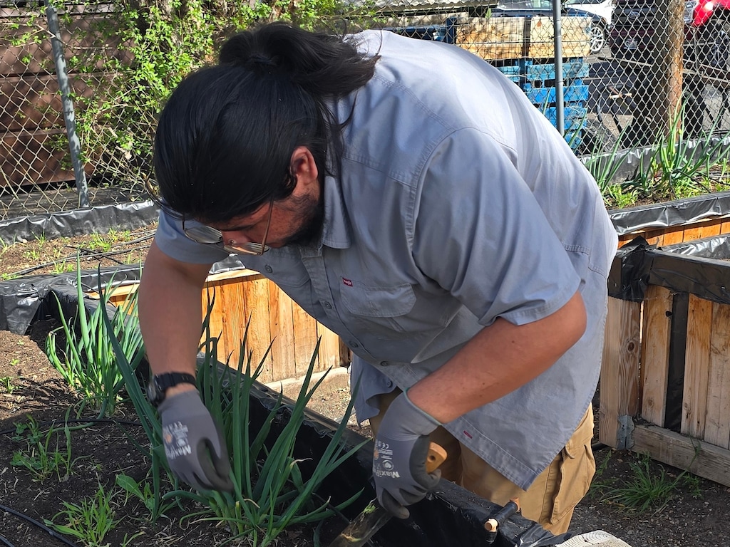 (Erin Drollette  |  The Signpost) Adrian, one of the interns at Grow Ogden Farm, harvests green onions from one of the raised planter beds at the nonprofit microfarm.