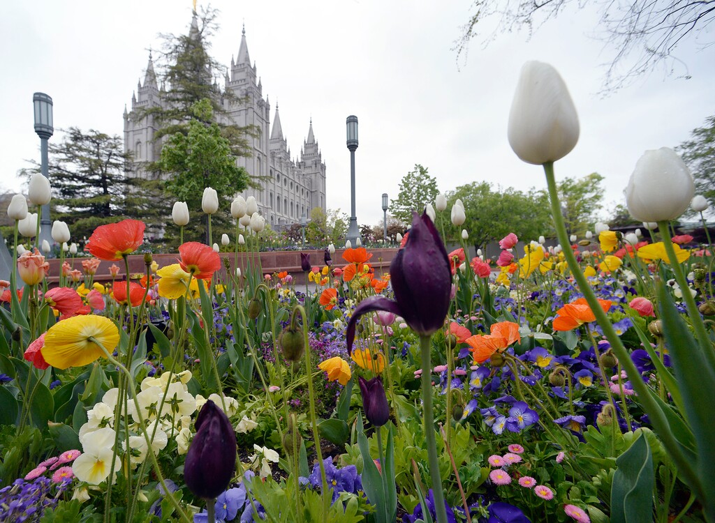 Al Hartmann  |  The Salt Lake Tribune
Temple Square in Salt Lake City on Tuesday, April 26, 2016.