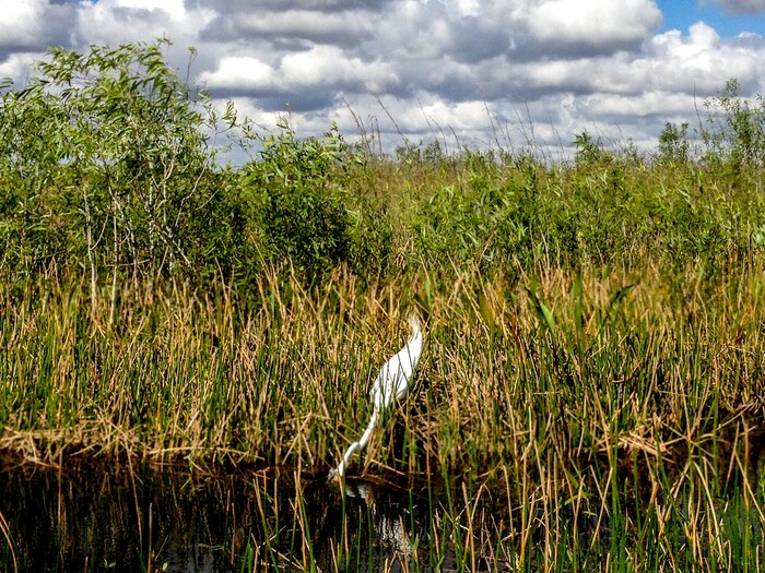 (Erin Alberty | The Salt Lake Tribune) A great egret finds a snack Feb. 2, 2016 in Everglades National Park.